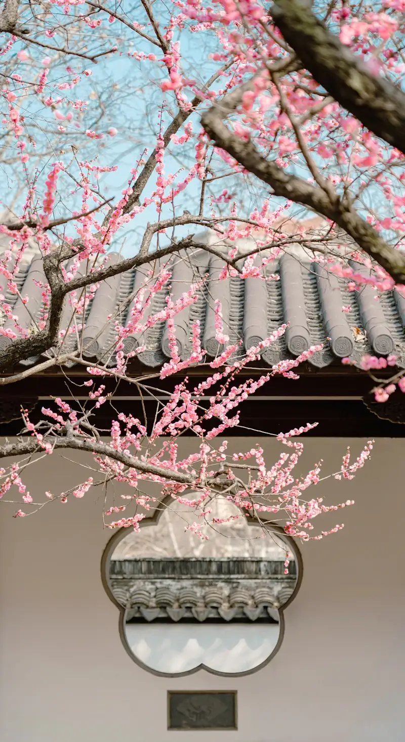 Pink blossom over the curved roof tiles of a garden wall