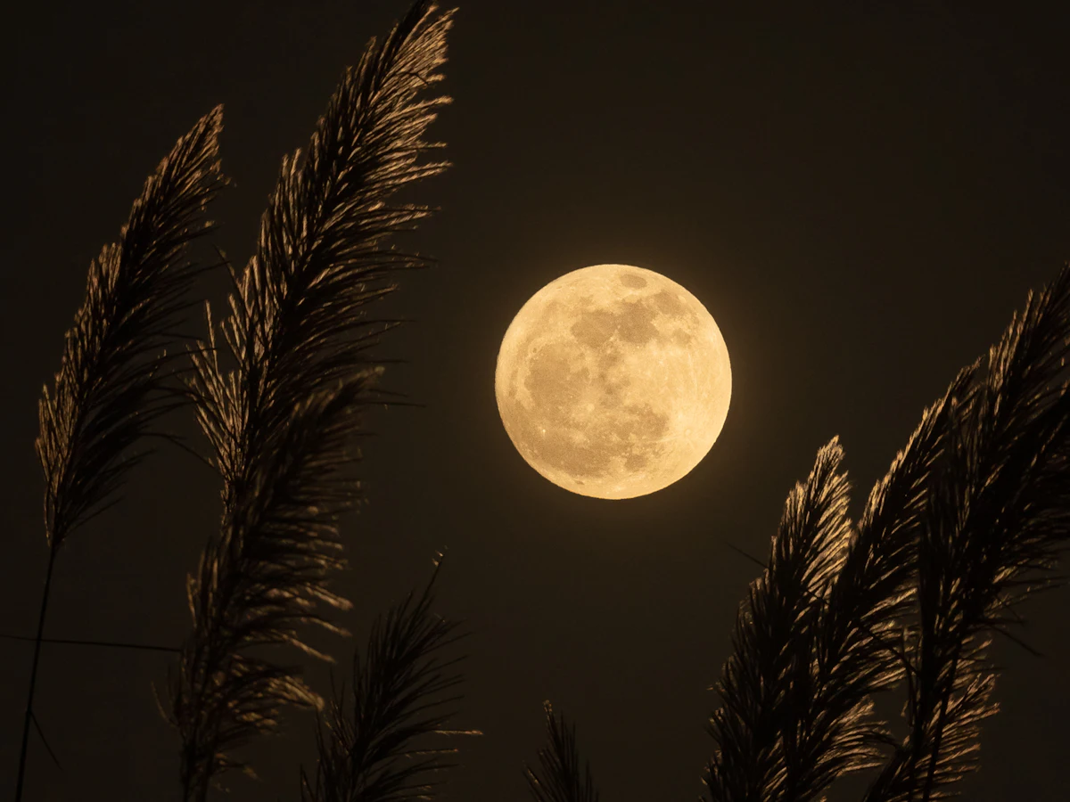 A full golden moon rising behind silhouetted reeds