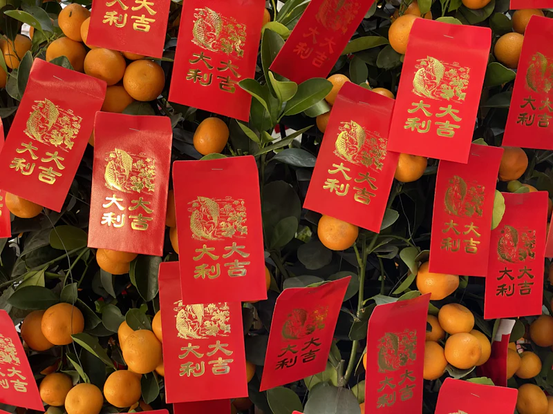 Red lucky envelopes hanging on a kumquat tree